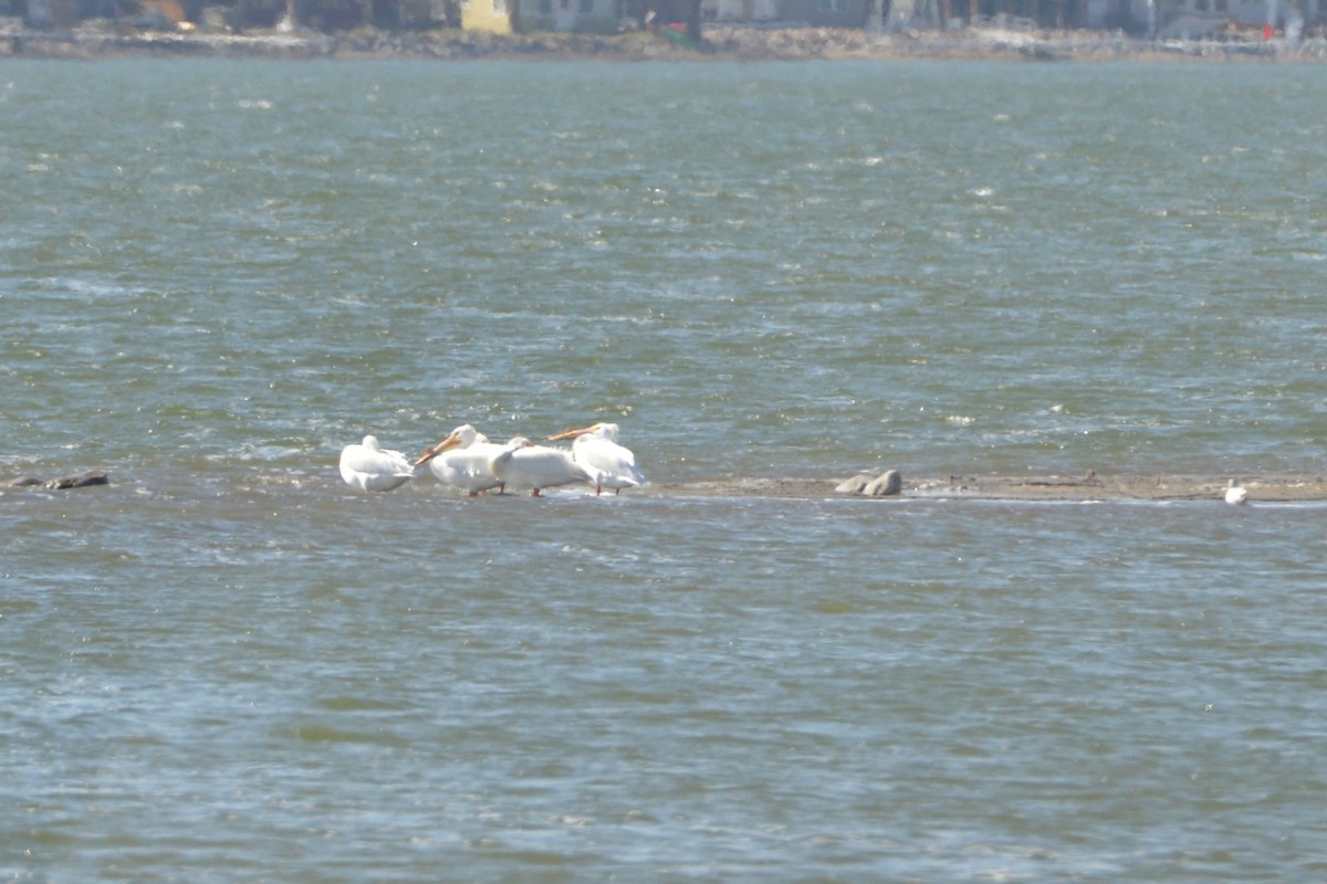 pelikán severoamerický - ML617321356