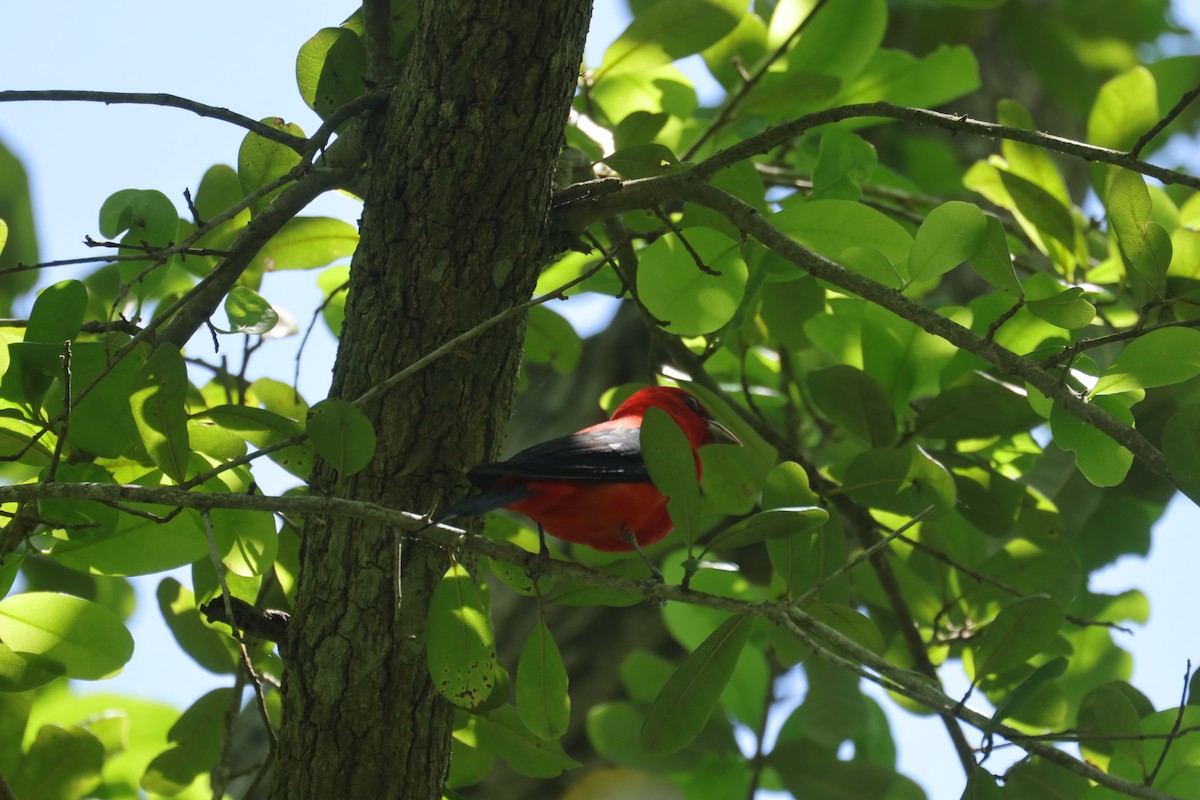 Scarlet Tanager - Marilyn Guidry