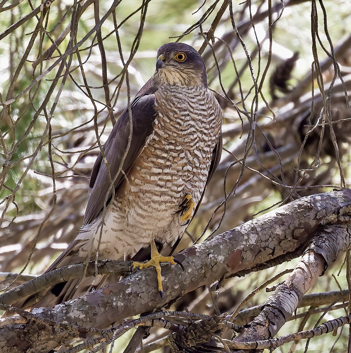 Eurasian Sparrowhawk - ML617321394