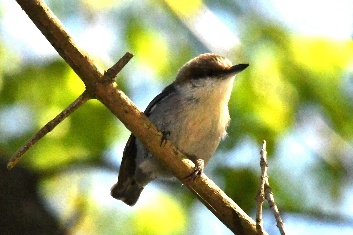 Brown-headed Nuthatch - ML617321400