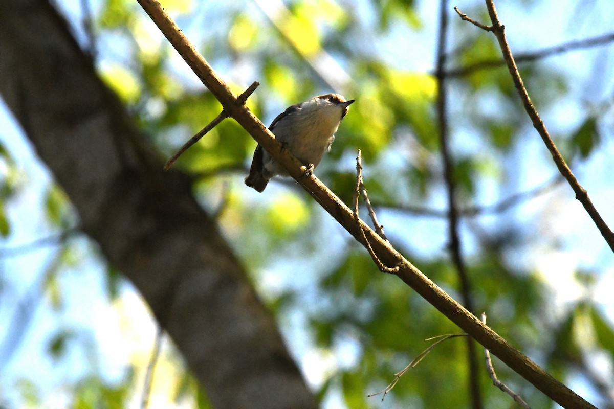 Brown-headed Nuthatch - ML617321401