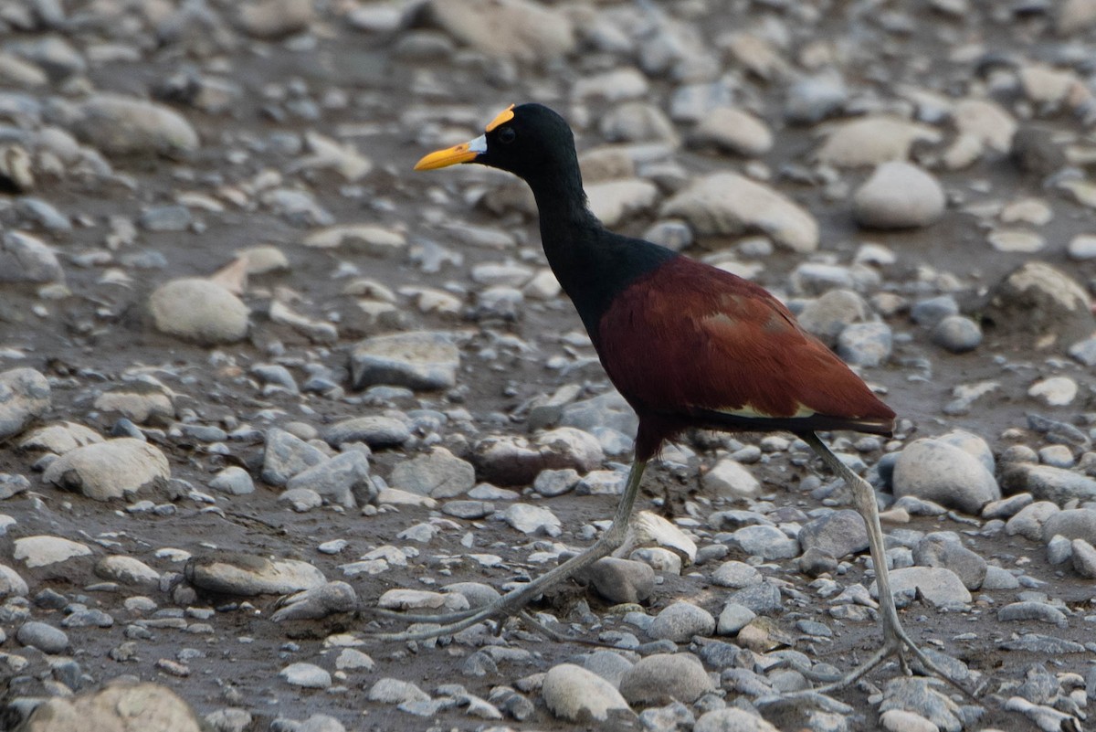 Northern Jacana - ML617321422