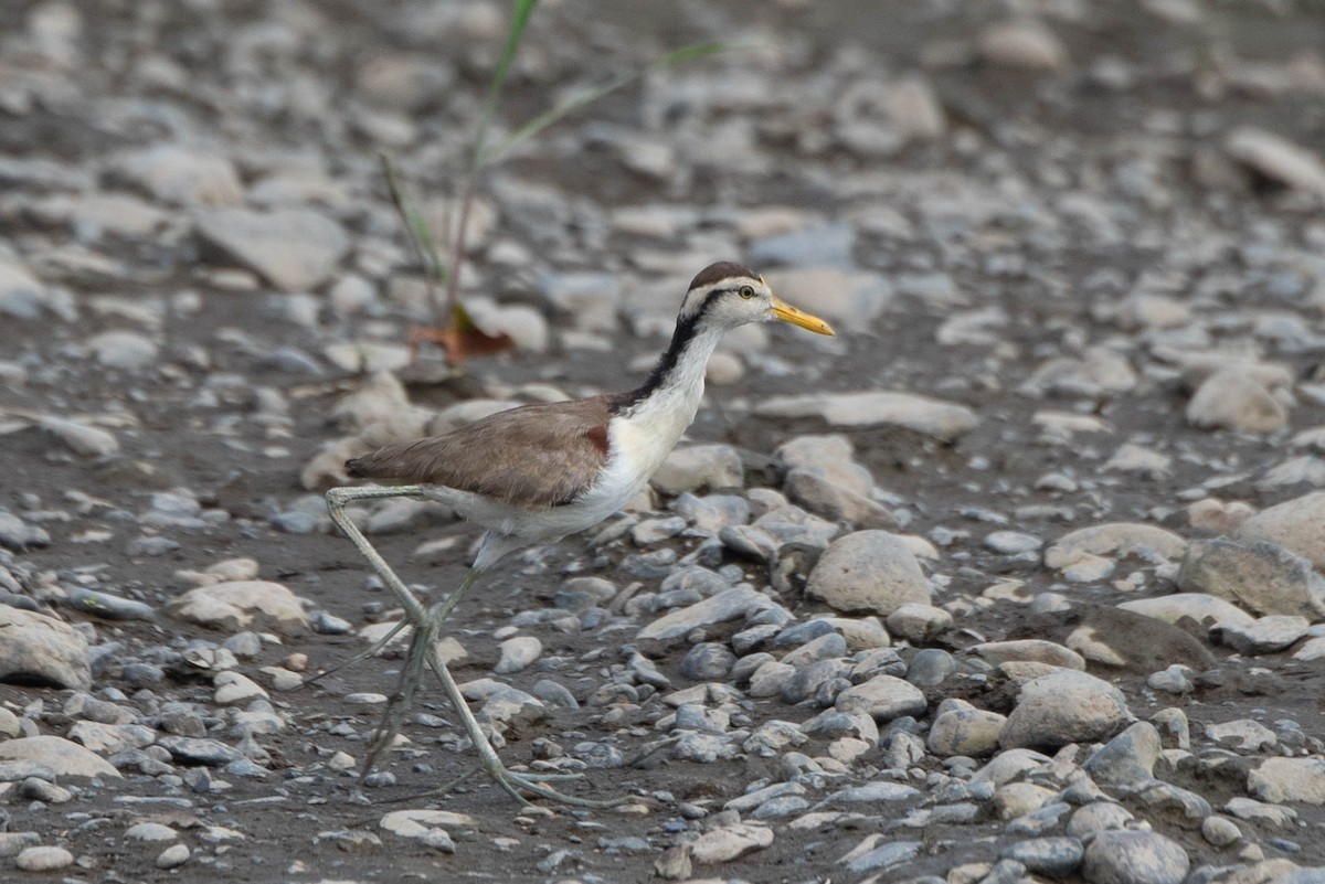 Jacana Centroamericana - ML617321423