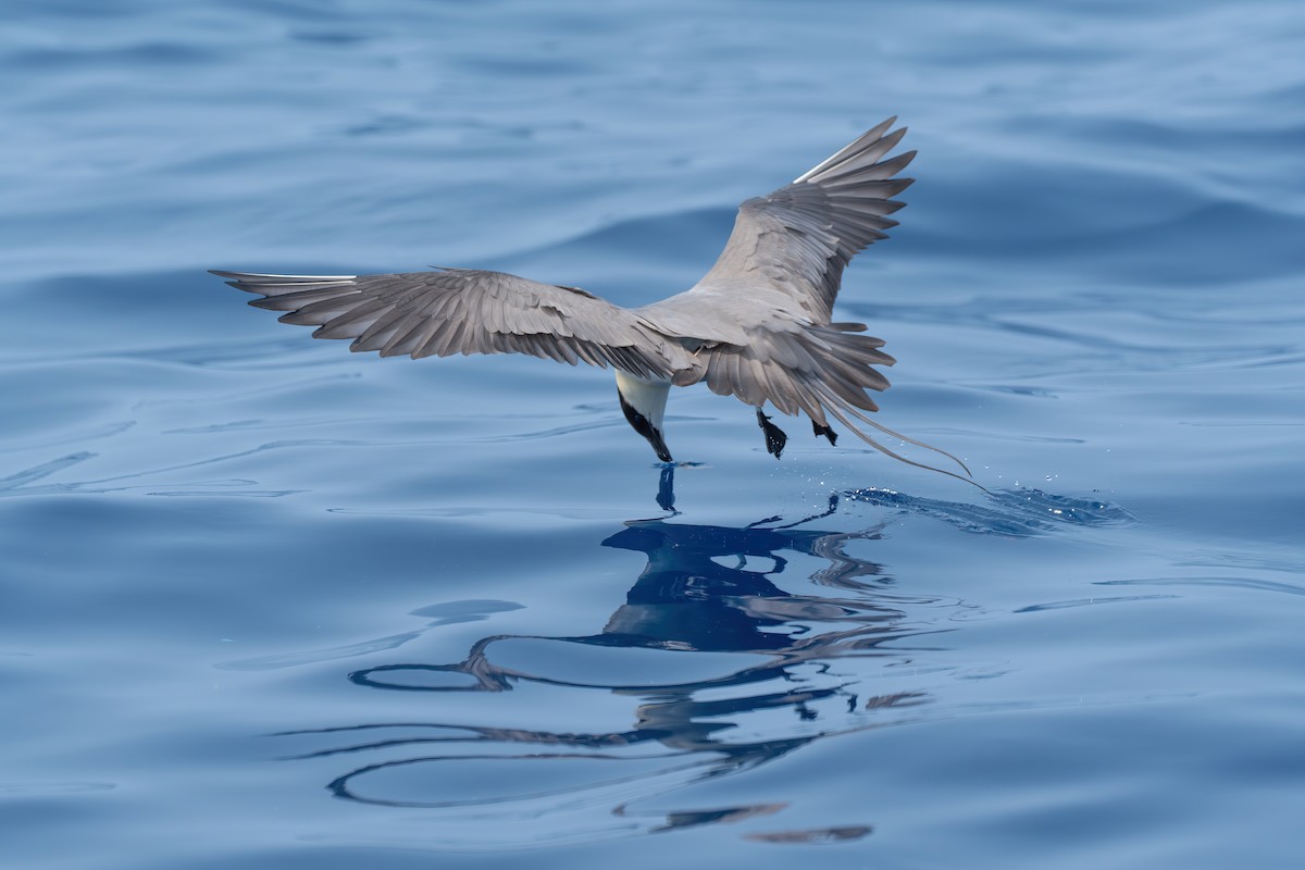 Long-tailed Jaeger - Li-Kai Yen