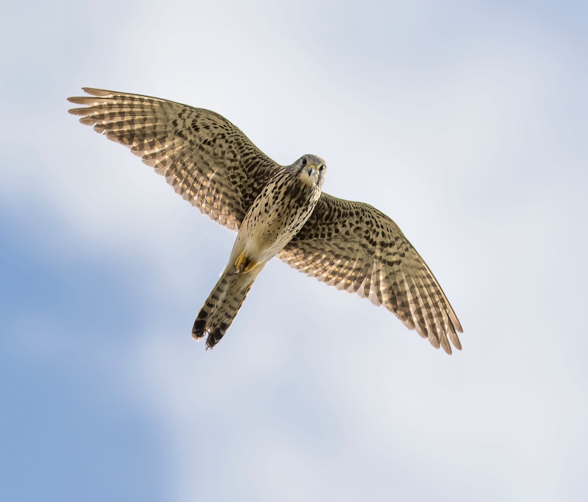 Eurasian Kestrel - ML617321429