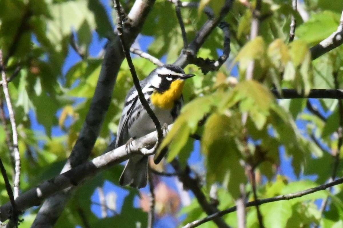 Yellow-throated Warbler - ML617321438