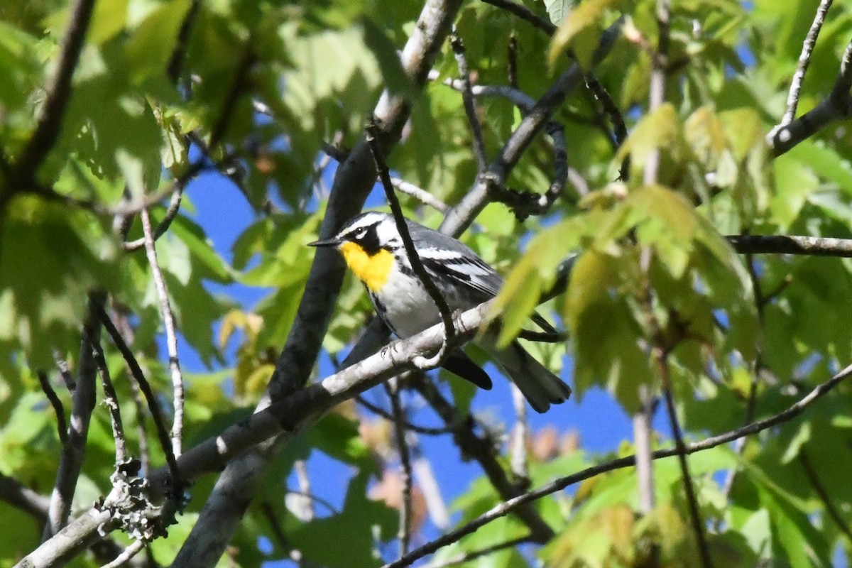 Paruline à gorge jaune - ML617321439