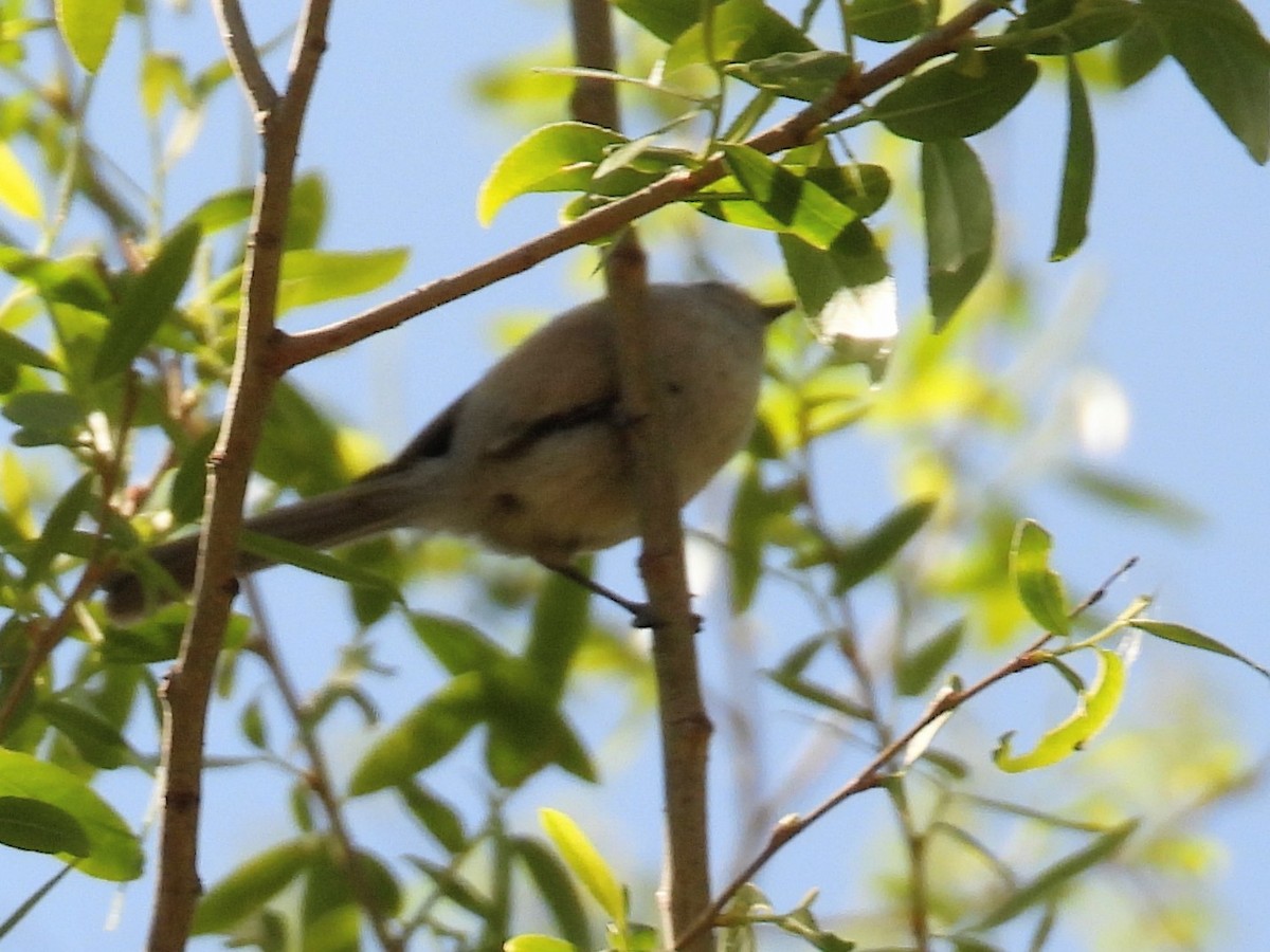 Bushtit - Jeanene Daniels