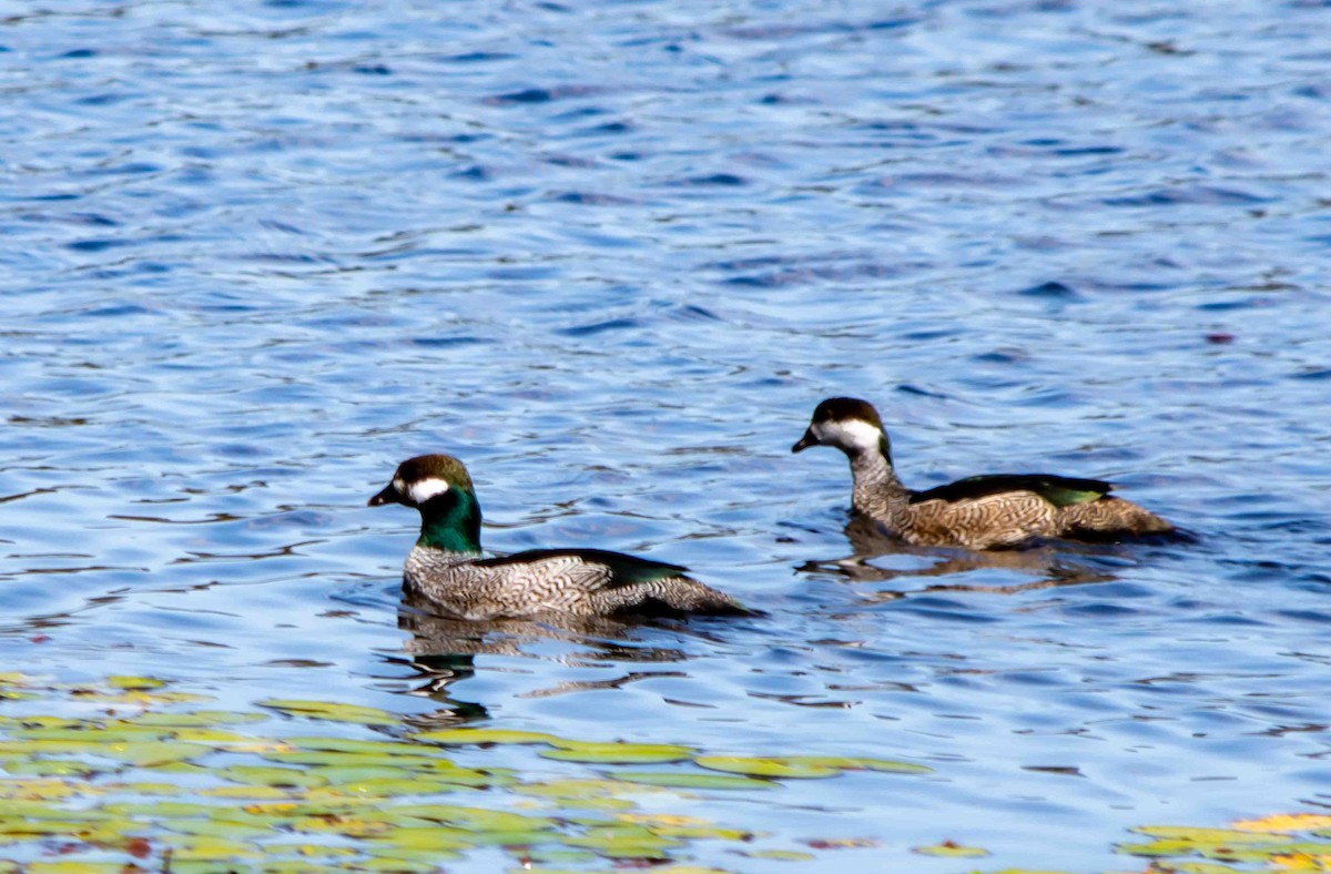 Green Pygmy-Goose - Rebel Warren and David Parsons