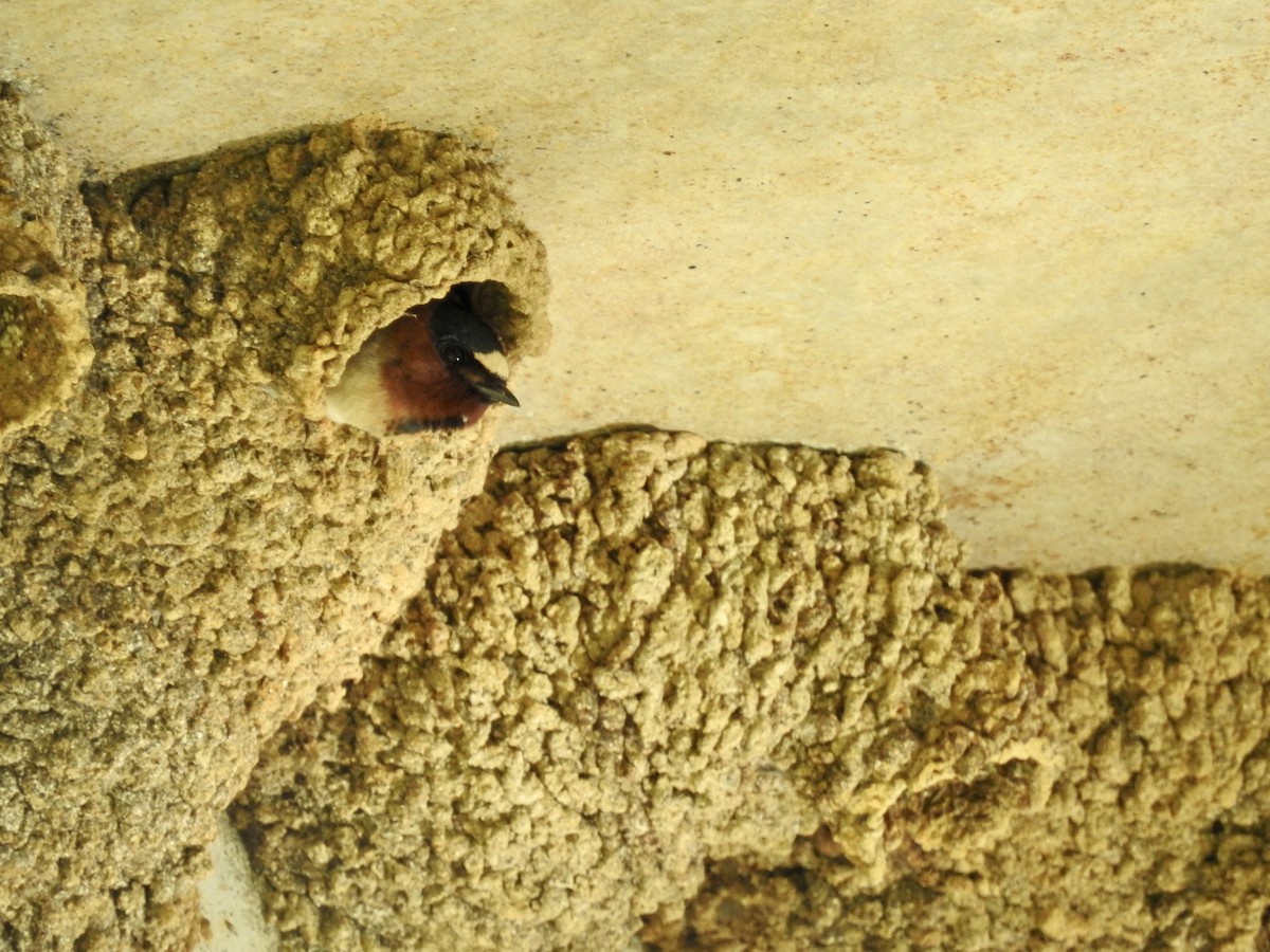 Cliff Swallow - Seema Sheth