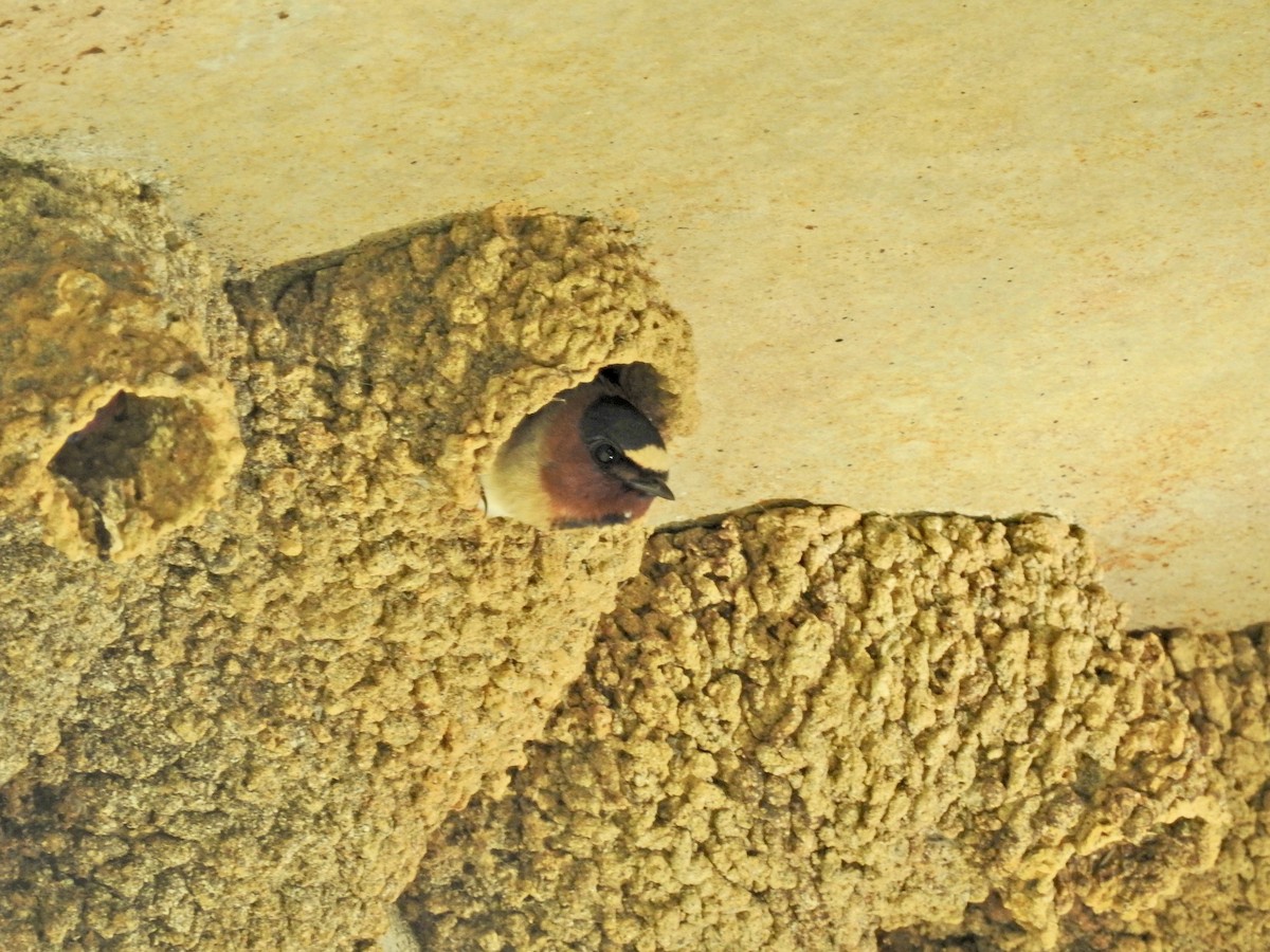 Cliff Swallow - Seema Sheth