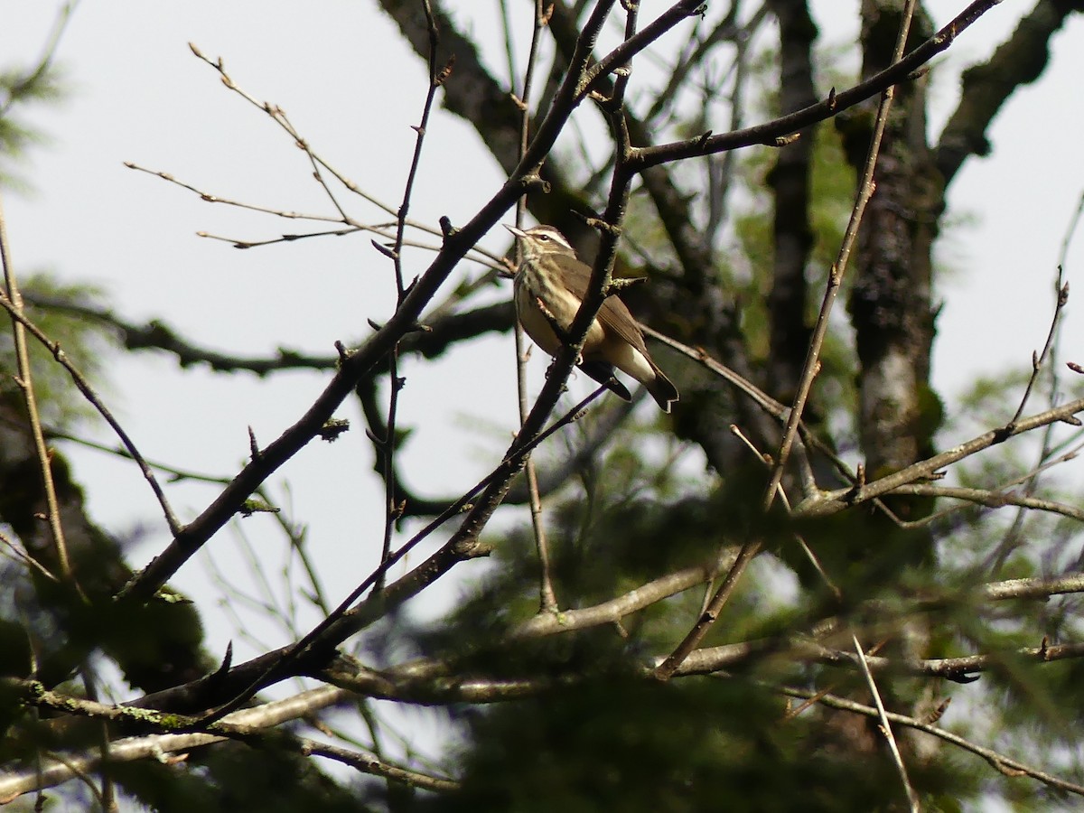 Louisiana Waterthrush - Lachlan Ziegler