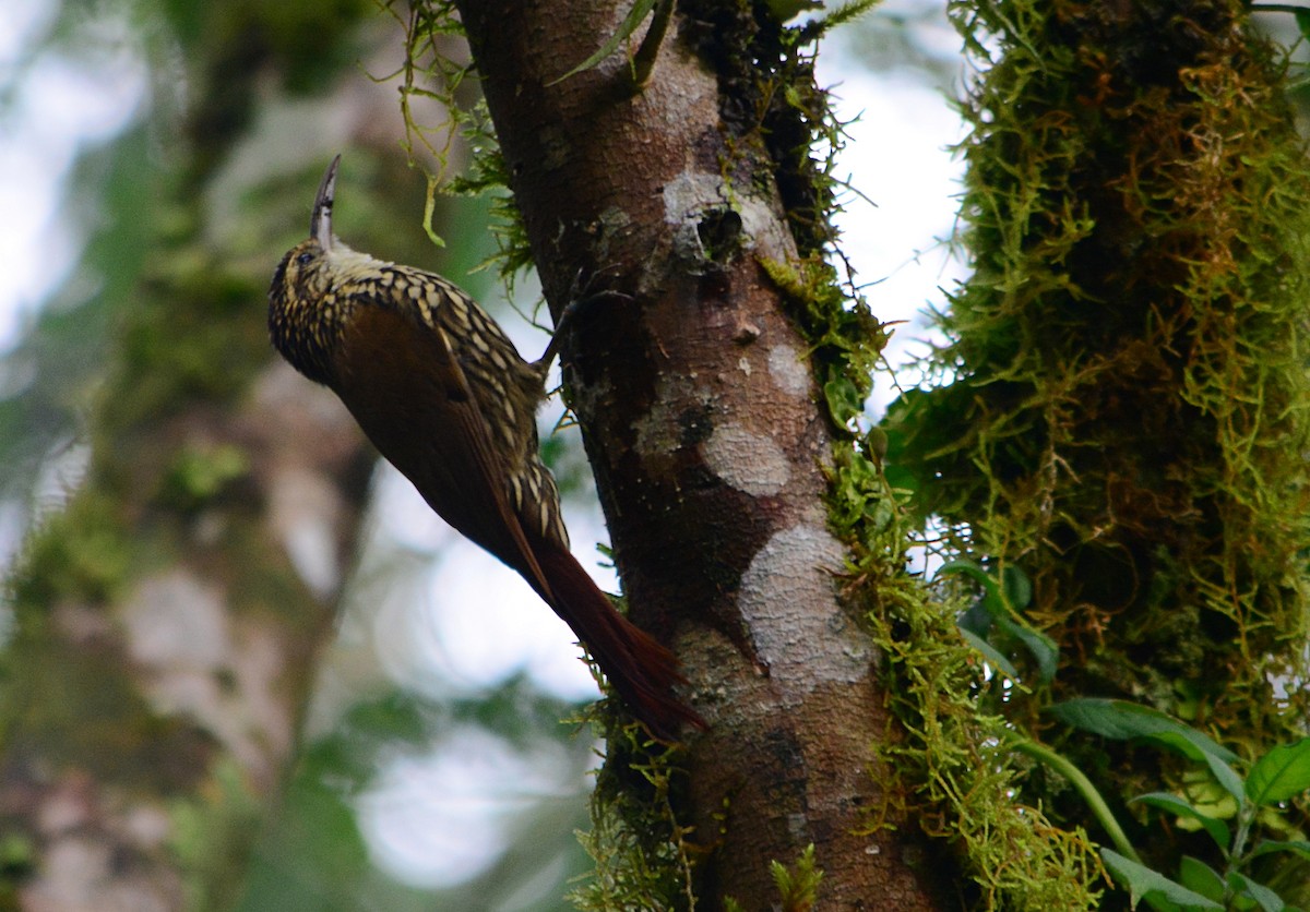 Scalloped Woodcreeper - ML617321506