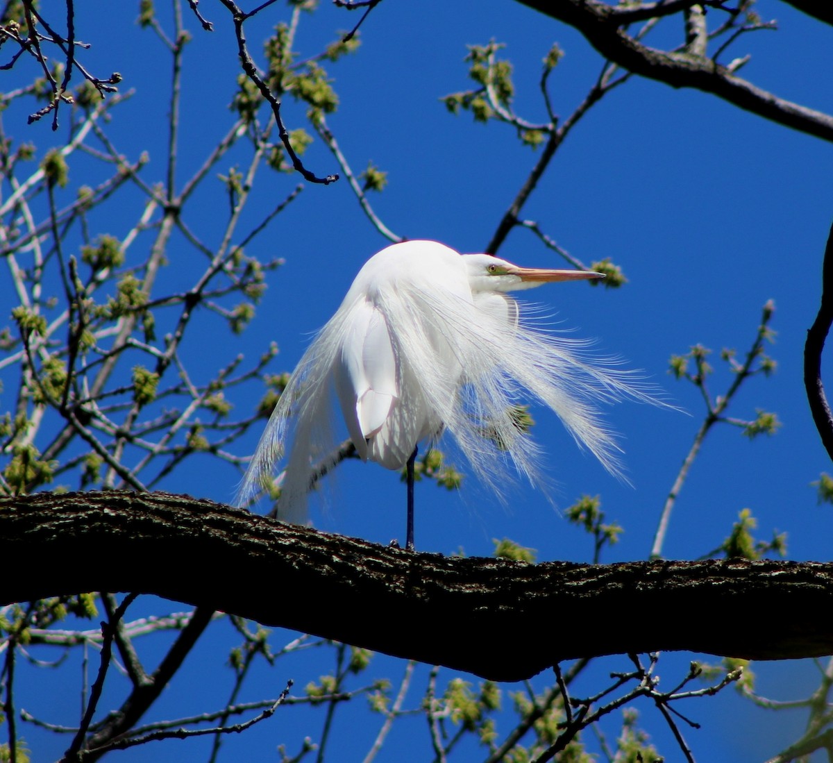 Great Egret - Olga Mironova