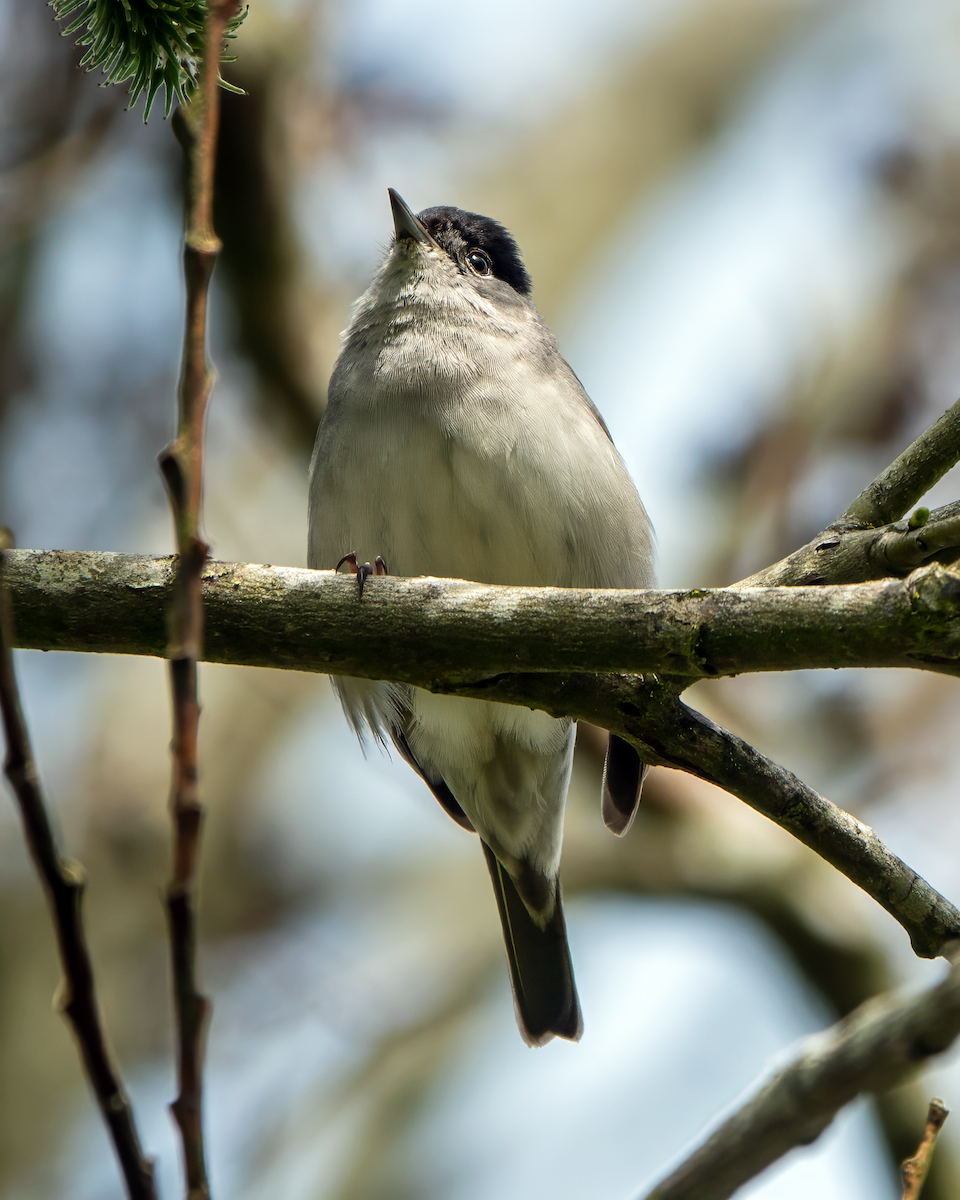 Eurasian Blackcap - Gavin Stone