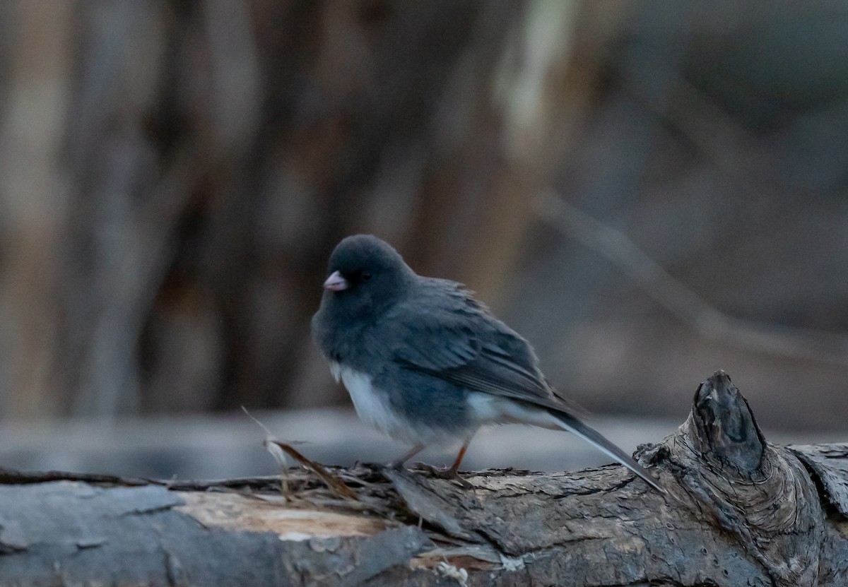 Dark-eyed Junco - ML617321655