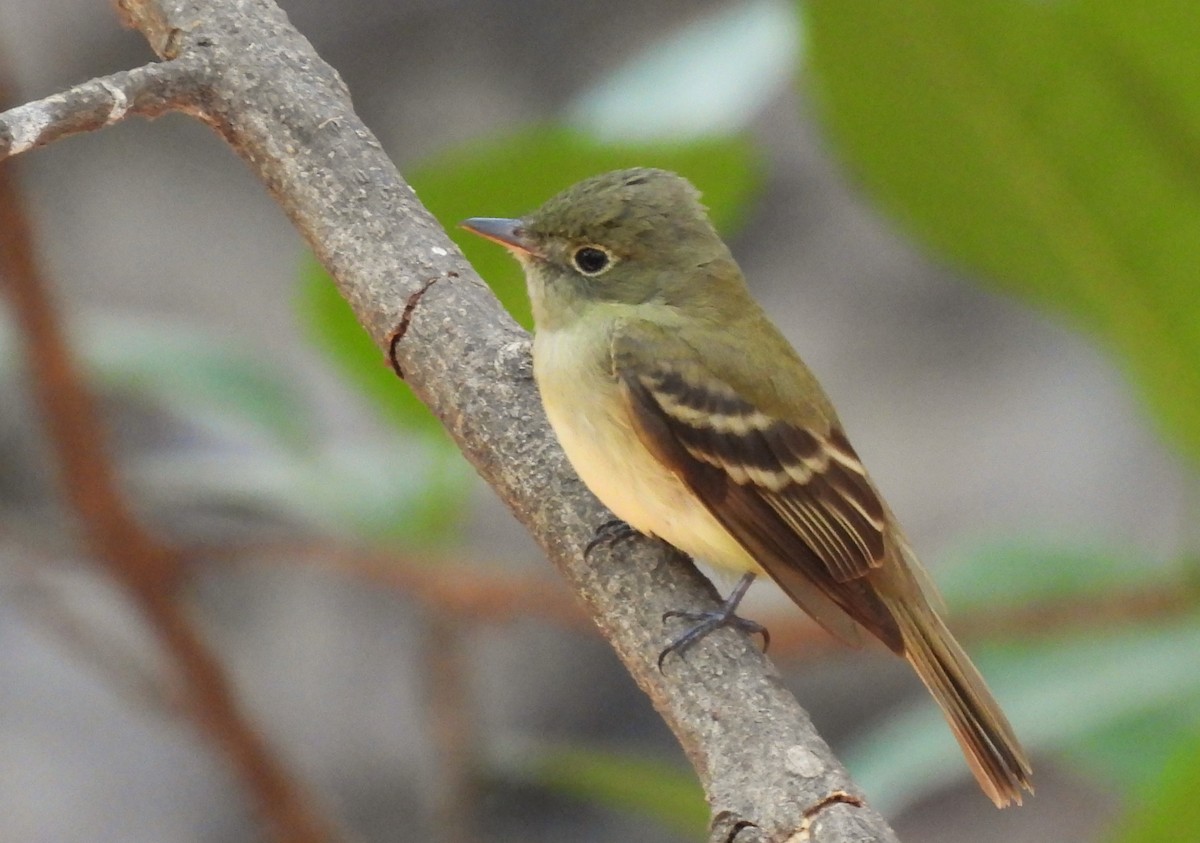 tanımsız Empidonax sp. - ML617321666