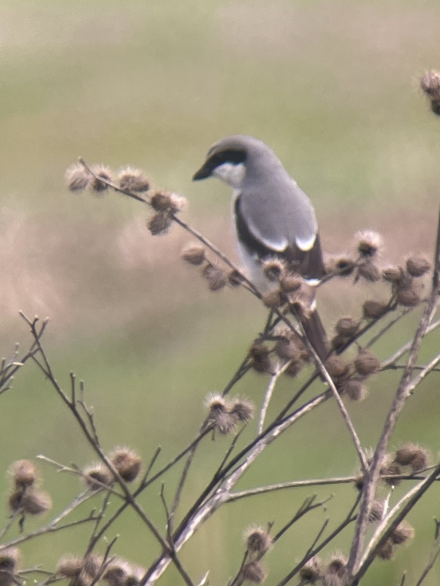 Loggerhead Shrike - ML617321668
