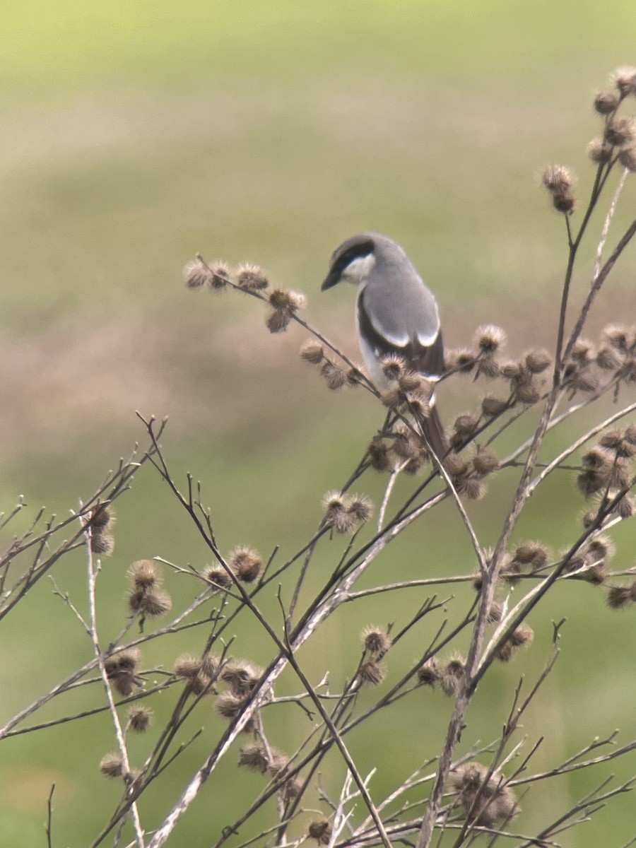 Loggerhead Shrike - ML617321669