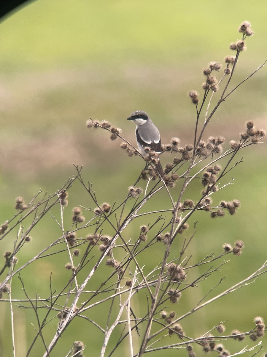 Loggerhead Shrike - ML617321670