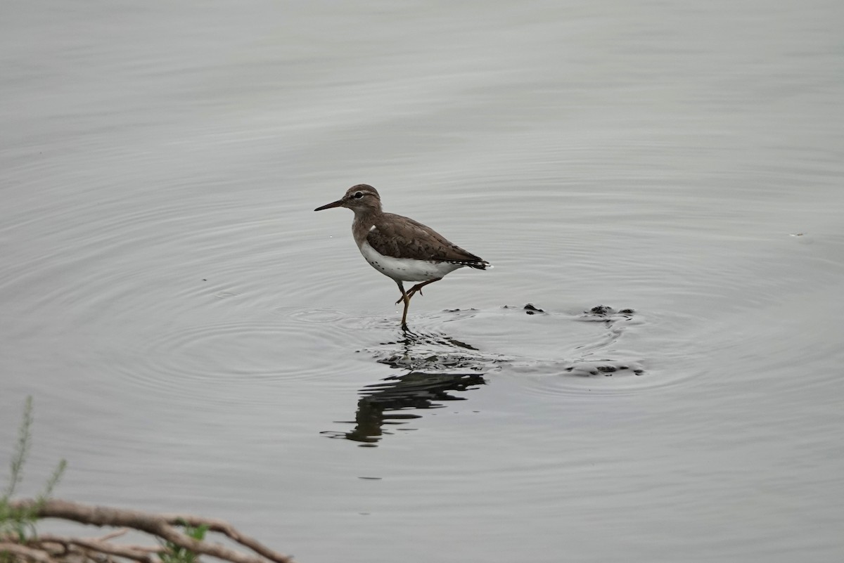 Spotted Sandpiper - Siera Nystrom
