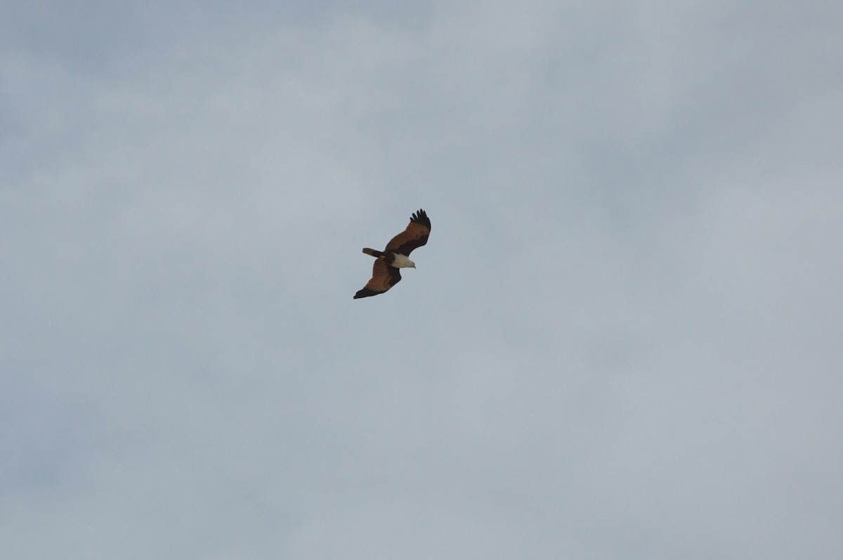 Brahminy Kite - ML617321682