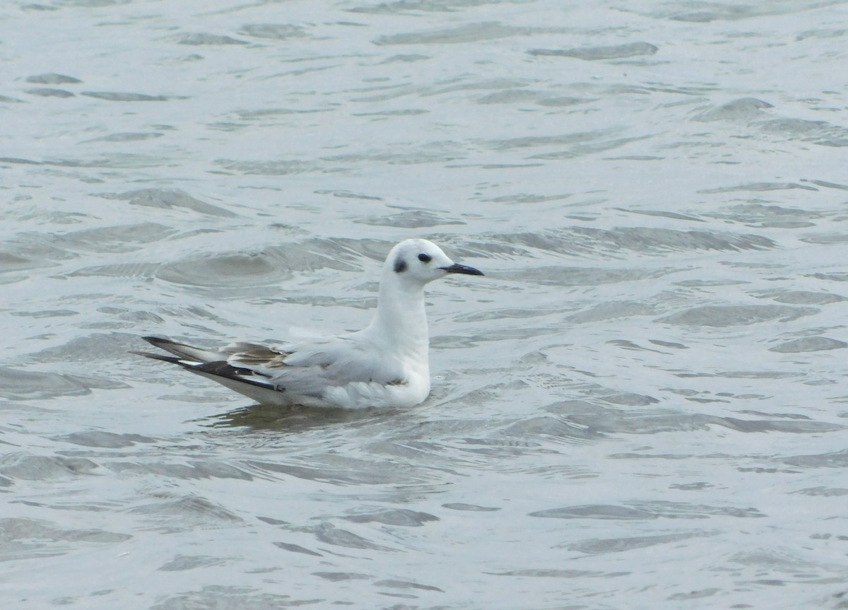 Bonaparte's Gull - Eddie Politz