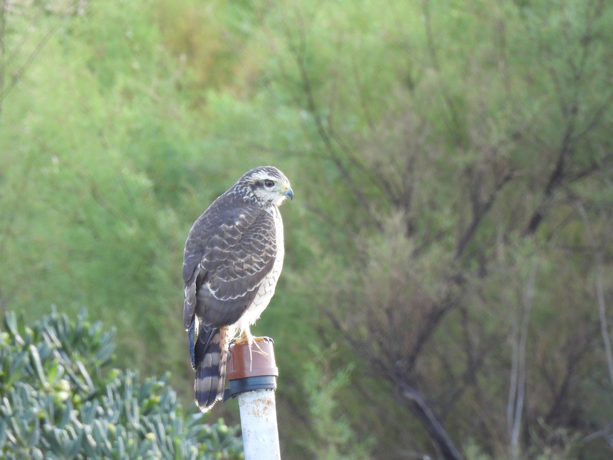 Roadside Hawk - Silvana Mallo