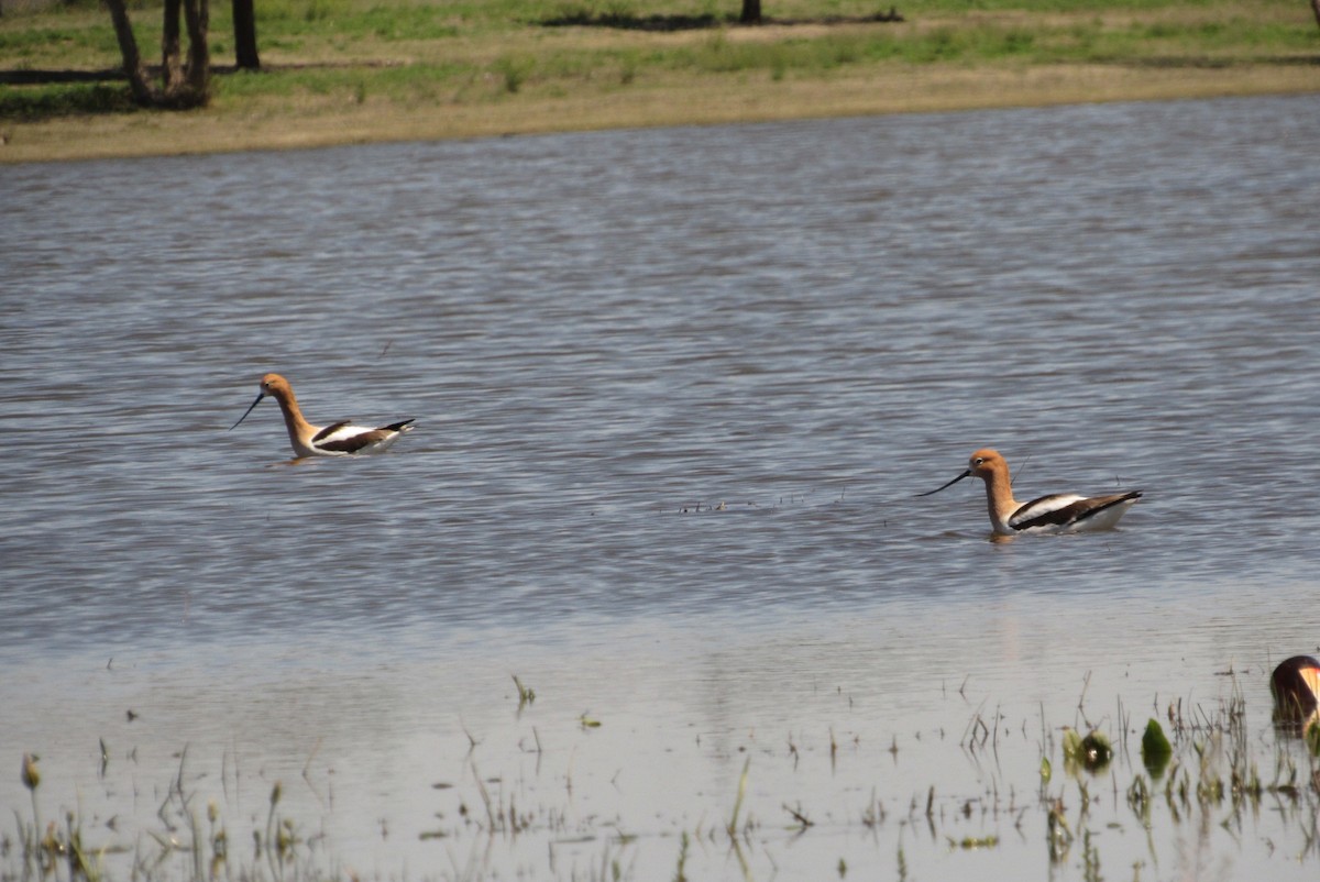 American Avocet - ML617321718