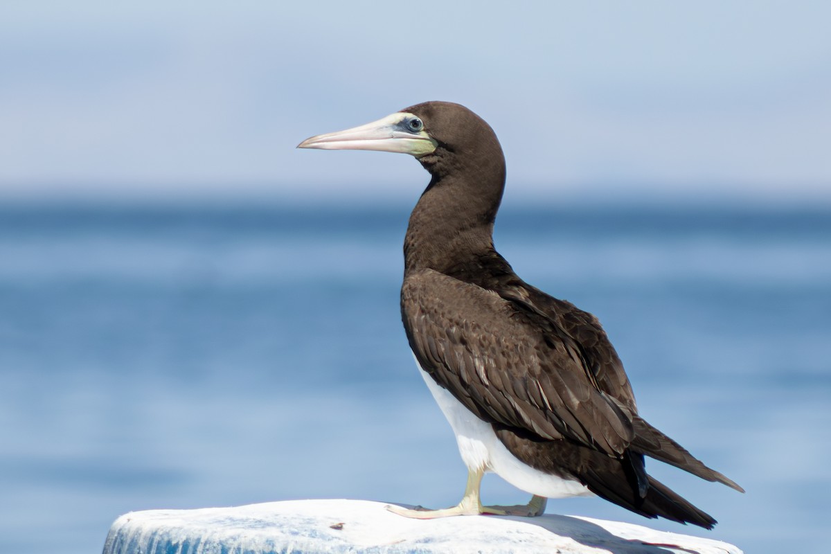 Brown Booby - ML617321734