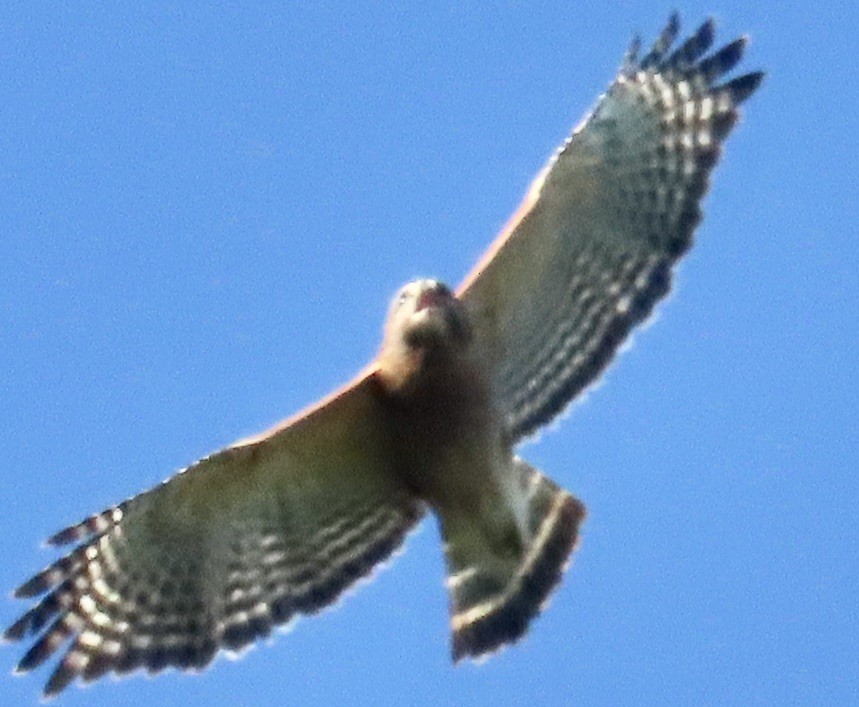 Red-shouldered Hawk - ML617321799