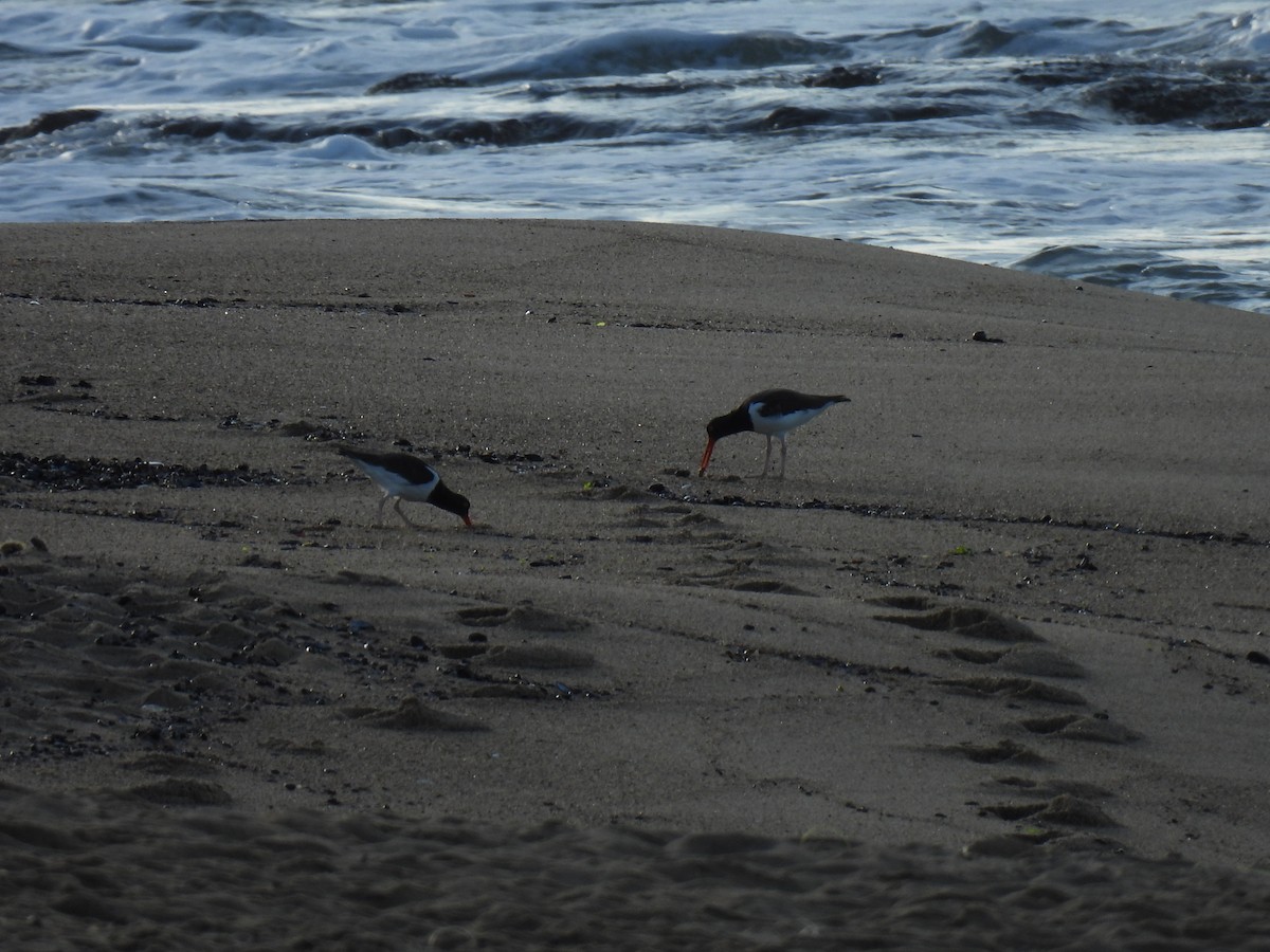 American Oystercatcher - Silvana Mallo