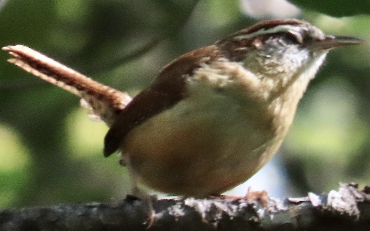 Carolina Wren - Mark Domincovich