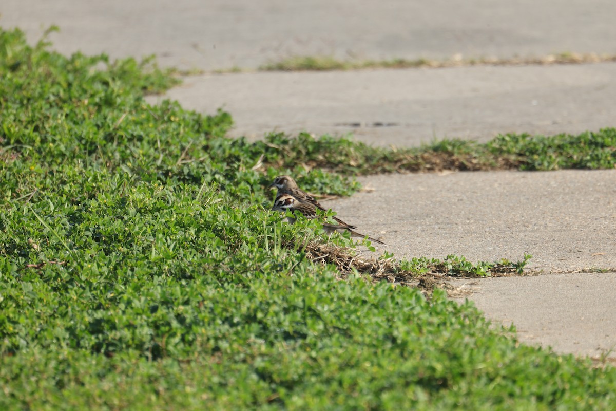 Lark Sparrow - Marilyn Guidry