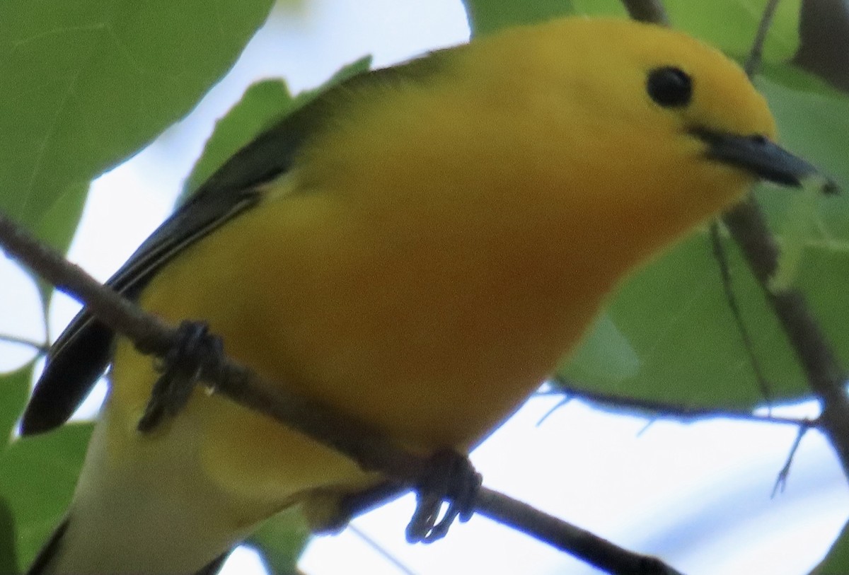 Prothonotary Warbler - ML617321875