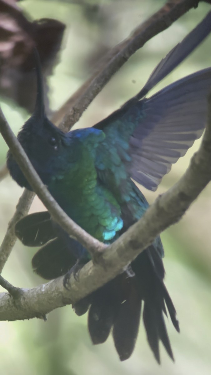 kolibřík tyrkysový - ML617321882