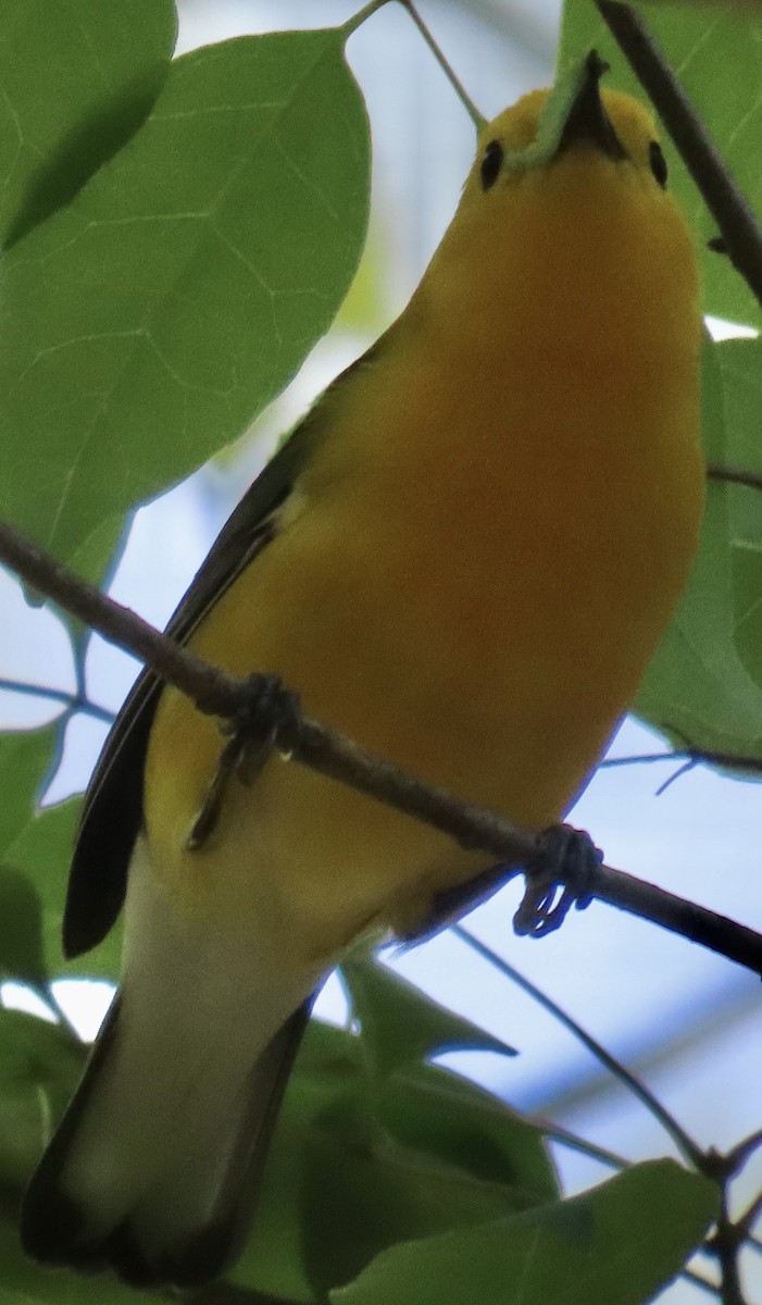 Prothonotary Warbler - Mark Domincovich