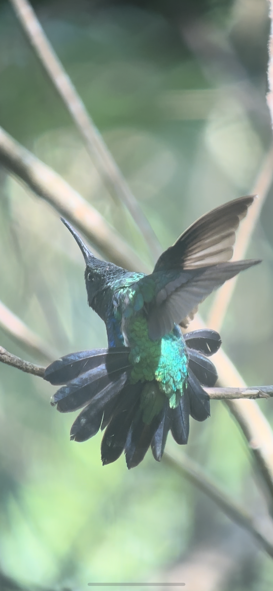 kolibřík tyrkysový - ML617321888