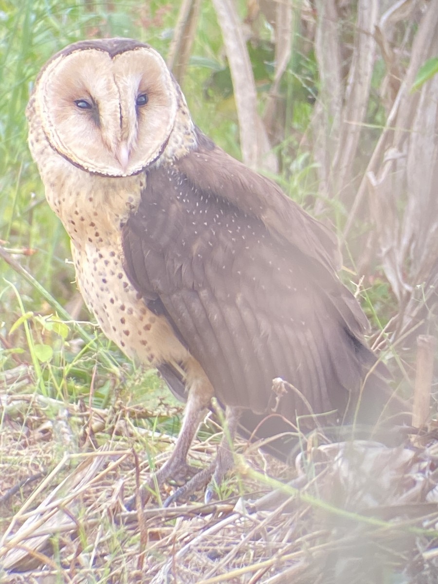 African Grass-Owl - ML617321906