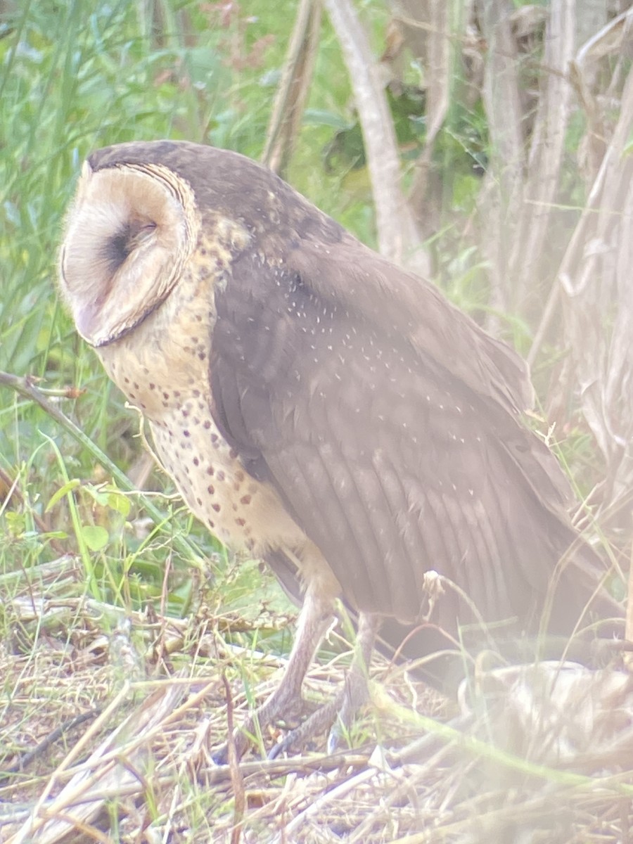 African Grass-Owl - ML617321908