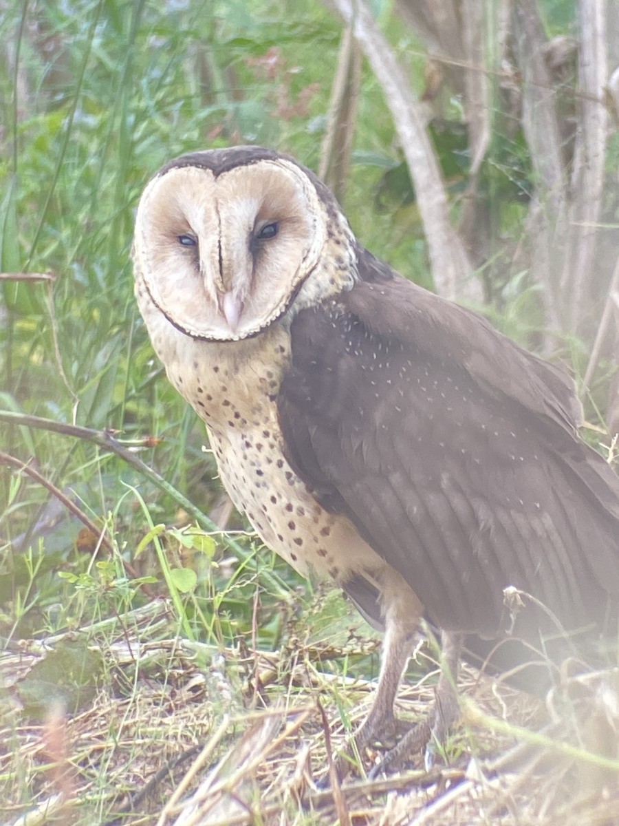 African Grass-Owl - ML617321912