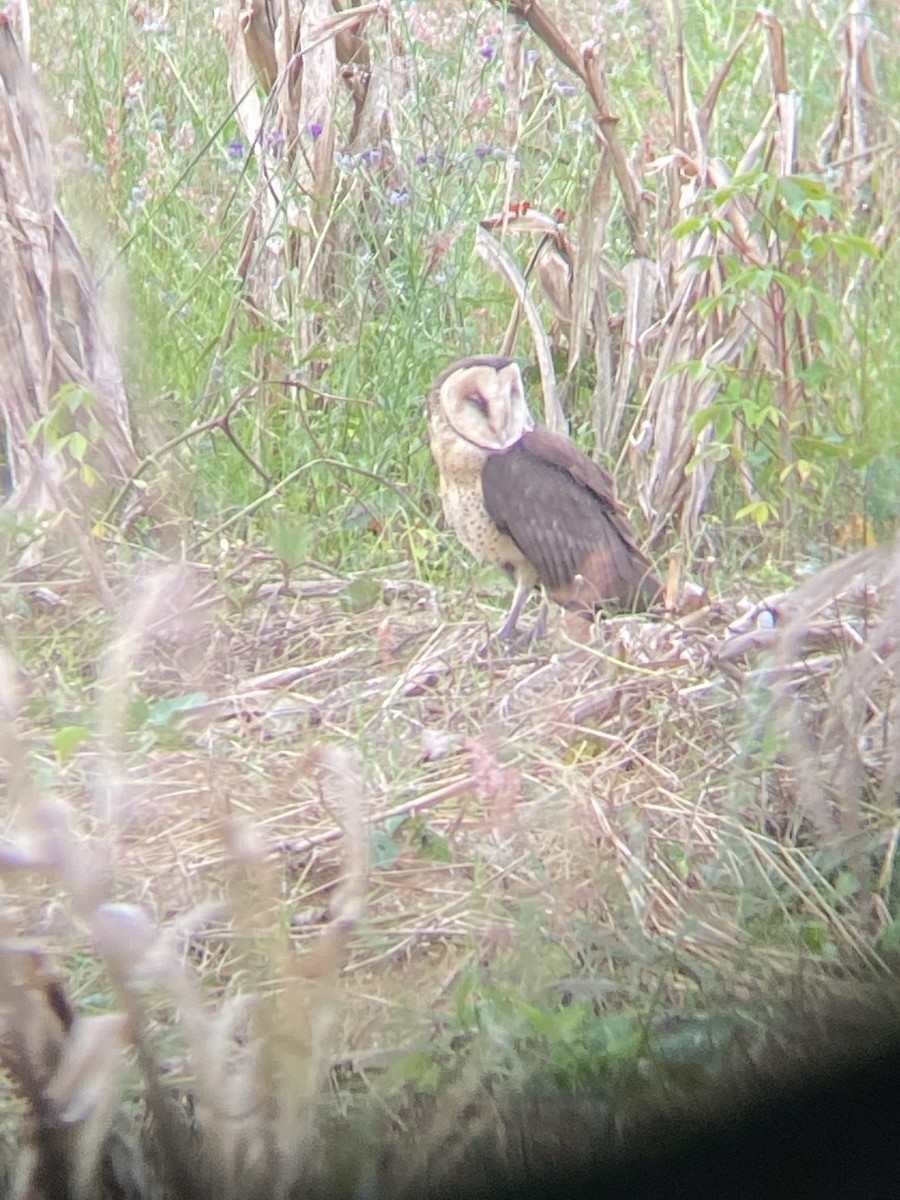 African Grass-Owl - Beau Shroyer