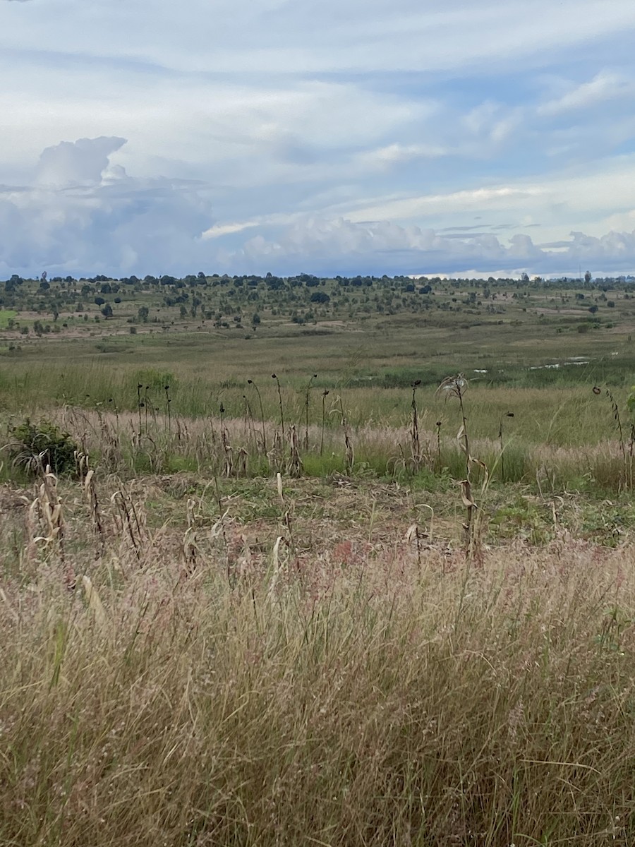 African Grass-Owl - ML617321942