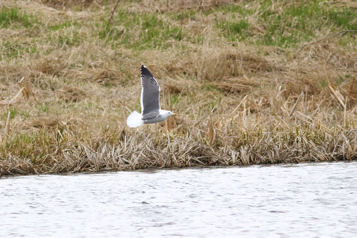 Lesser Black-backed Gull - George Forsyth