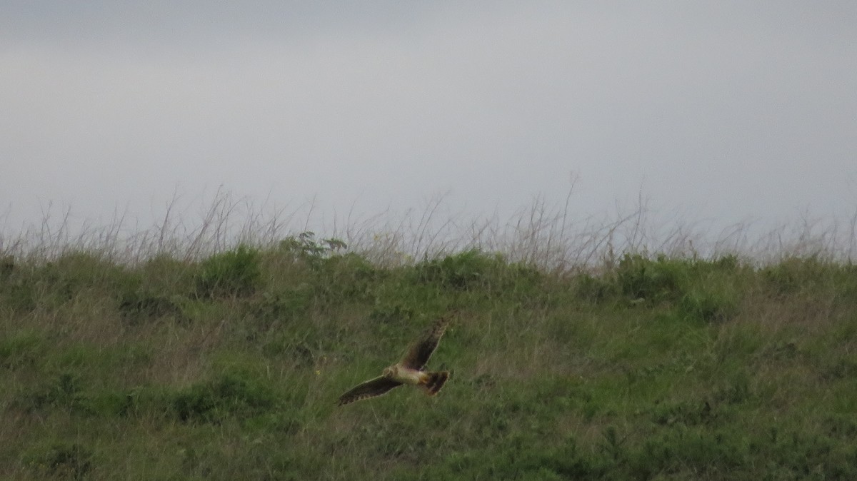 Pallid Harrier - ML617321996