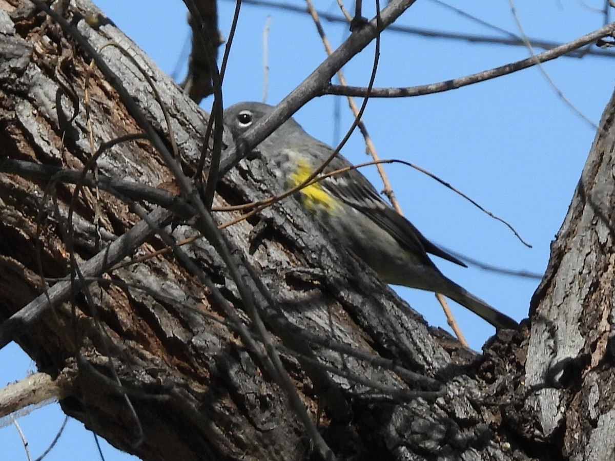 Yellow-rumped Warbler - Jeanene Daniels