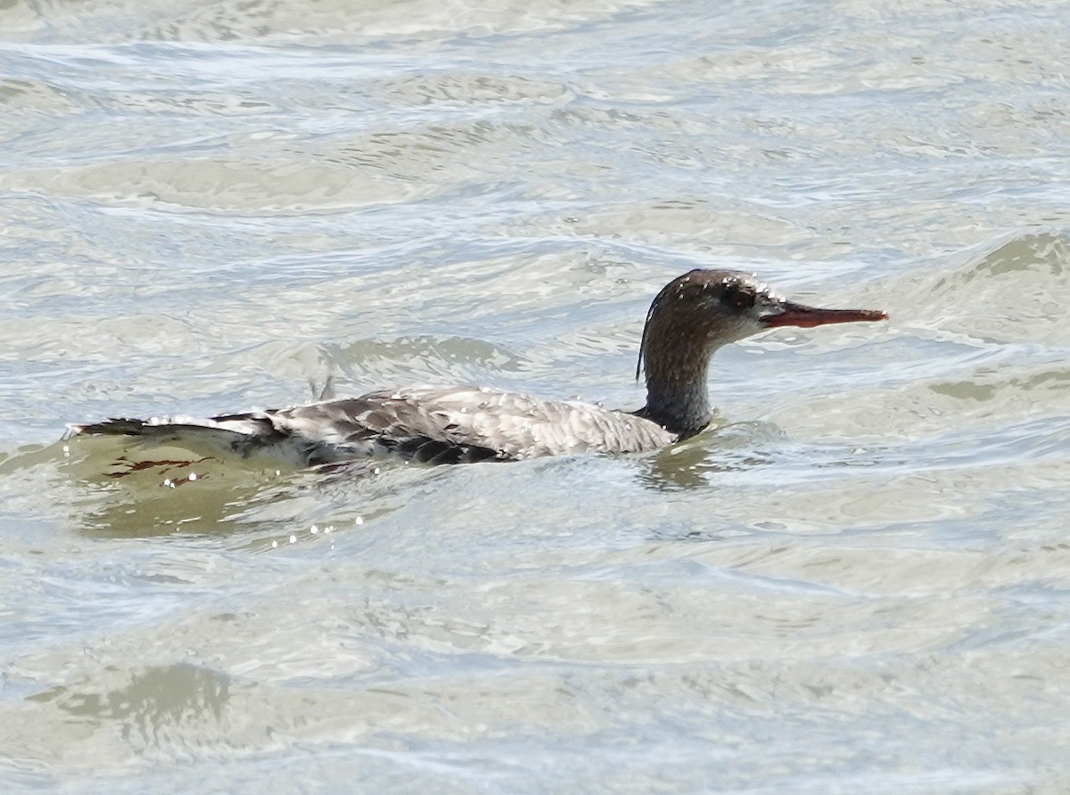 Red-breasted Merganser - ML617322139