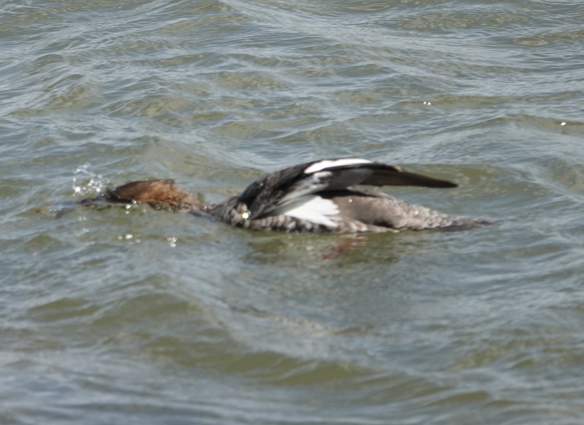 Red-breasted Merganser - ML617322144