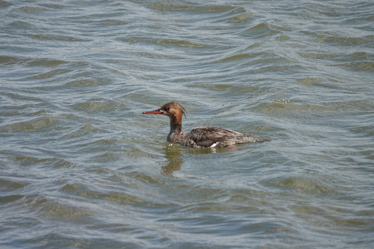 Red-breasted Merganser - ML617322151