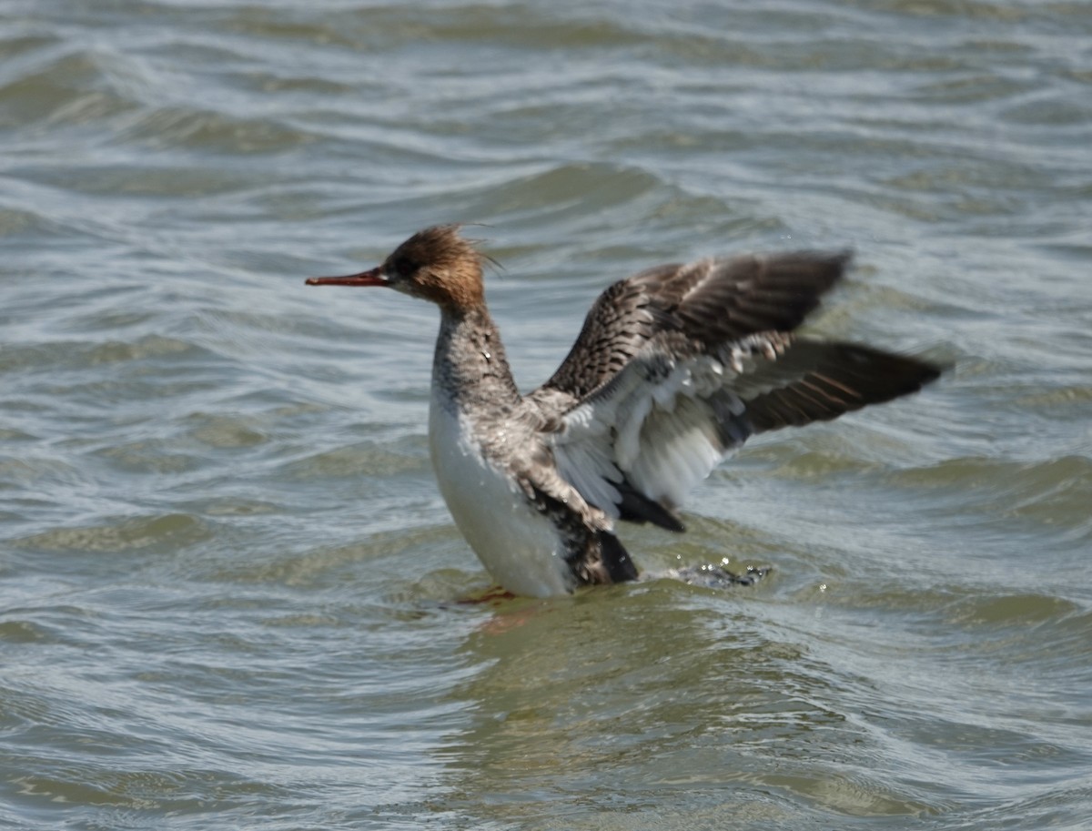 Red-breasted Merganser - ML617322152